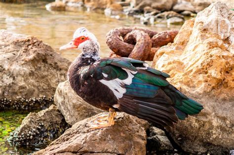 Muscovy Duck: Appearance, Egg Laying, and Care