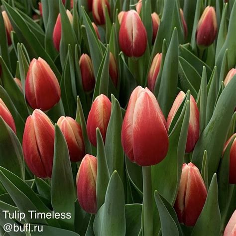 Tulip Timeless авторское фото BUFL.RU | Тюльпаны, Красивые цветы, Цветы