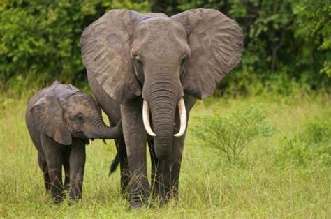Elefante - Viver Natural