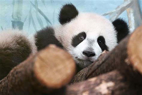 First giant panda born in Russia meets the public - CGTN
