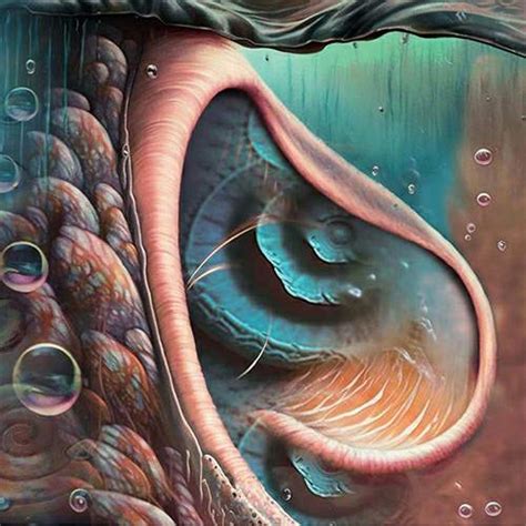 rock veterans meddle  pink floyds lesser classic dmmenet