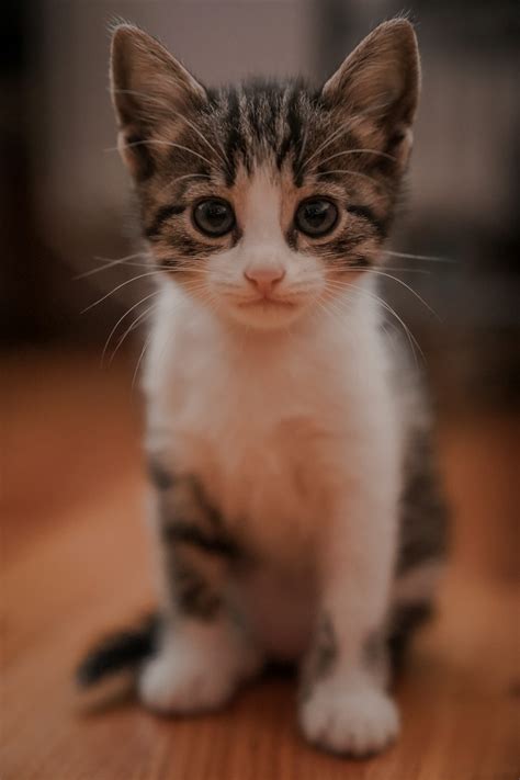 1500+ Baby Cat Pictures | Download Free Images on Unsplash