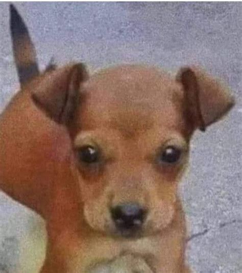 Metadinha