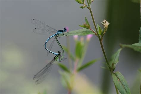 Duo Foto & Bild | tiere, tierdetails, natur Bilder auf fotocommunity