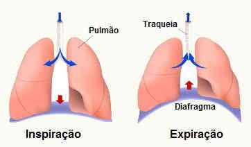 O Que E Respiração Pulmonar - O que é Ventilação Pulmonar - Respiração Pulmonar - Planeta Biologia