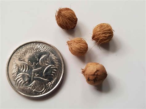 Rhapis excelsa - Lady Palm - The Seed Vine