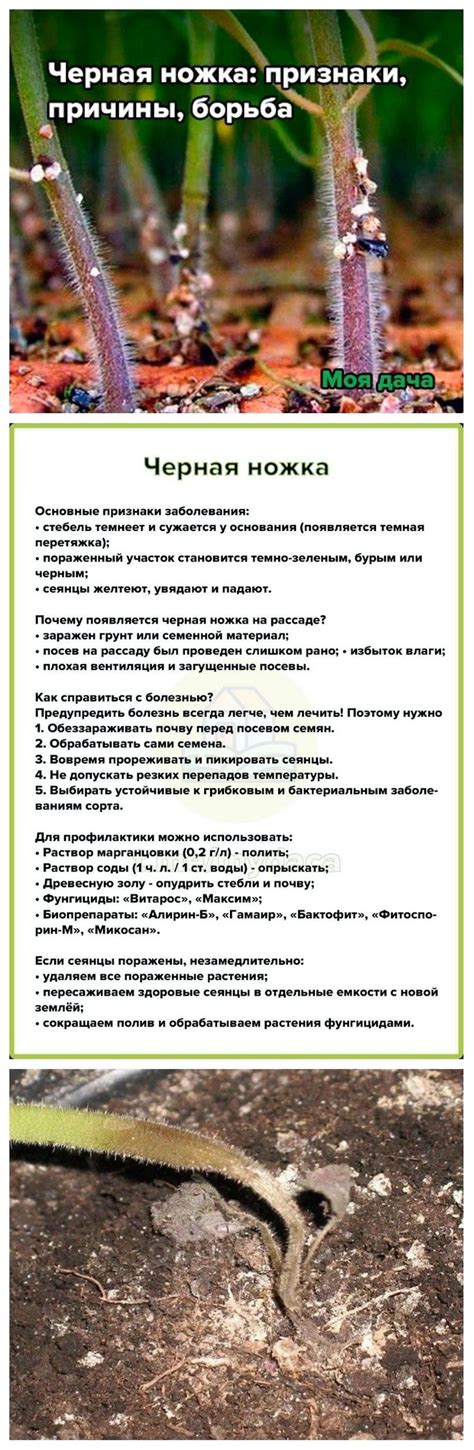 Пин от пользователя Tata на доске дача | Выращивание фруктовых деревьев ...