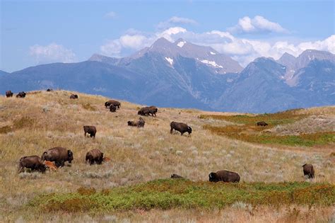 Best of Montana Year-Round: Nature and Wildlife -- National Geographic