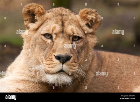 Barbary Lioness Portrait Stock Photo - Alamy