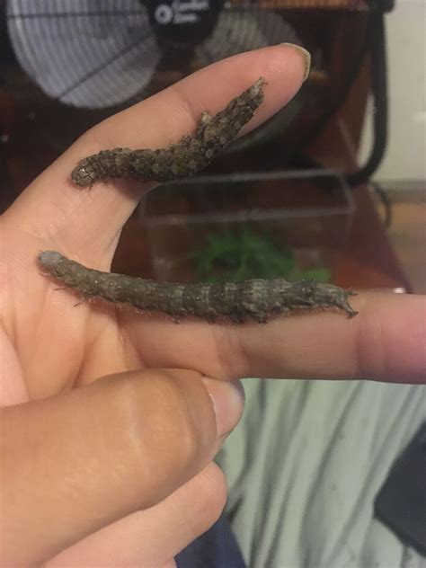 Bride Underwing Caterpillar | Delcore's Wiki | Fandom