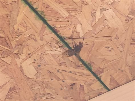 Asian Giant Hornet : r/bees