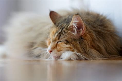 The Norwegian Forest Cat | Cat’s Best