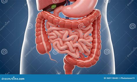 anatomical illustration  human digestive system  intestines