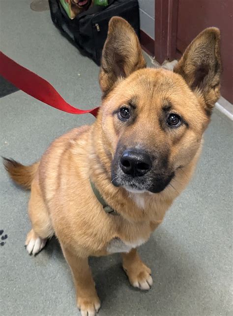 Adopt - Animals - Missoula Animal Control