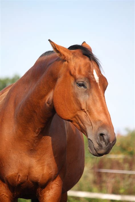 horse