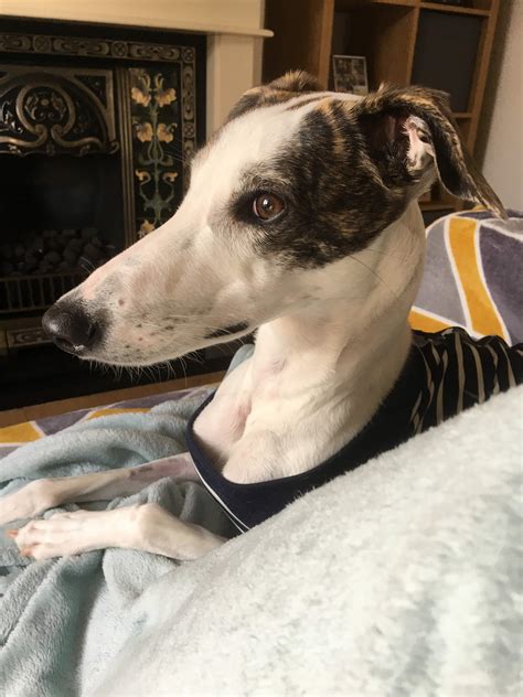 Greyhound x Saluki longirl. What does she looks more? Grey or Saluki