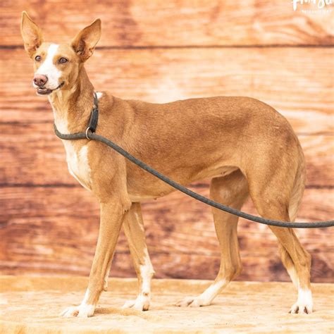 Podenco Andaluso – podencosangels