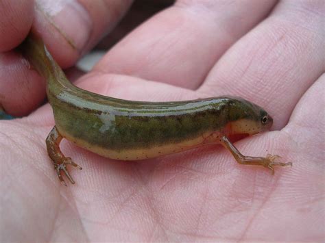 Free picture: striped, newt, salamander, notophthalmus perstriatus