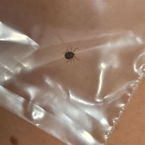 Tick ID Panama : r/ticks