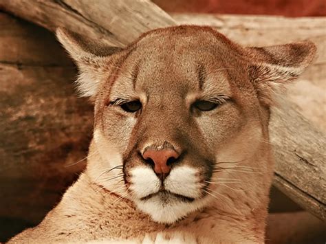 Why do Mountain lions Scream? What is Their Sound Like?[Here are the Facts + FAQs] - Animals Insider