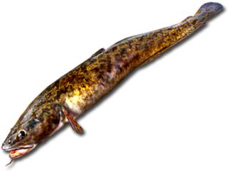 Риба Минь, він же Налим - Rivnefish