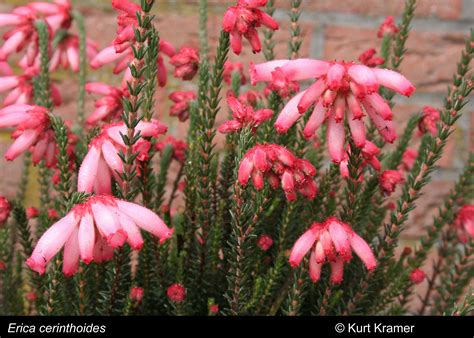 Erica cerinthoides – Heather World