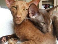 Long Faced Cats