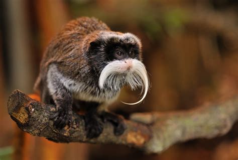 Pictures Of Emperor Tamarin