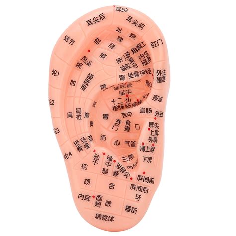 ear acupoint model  acupuncture teaching  learning