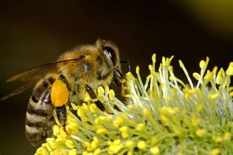 bees  stock photo public domain pictures