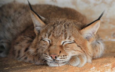 Lynx Wallpapers - 4k, HD Lynx Backgrounds on WallpaperBat
