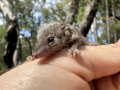 Fauna Spotters - 📸 Capturing the Elusive: Meet the Common...