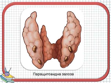 Ендокринна система Мета Освітня Почати формувати знання