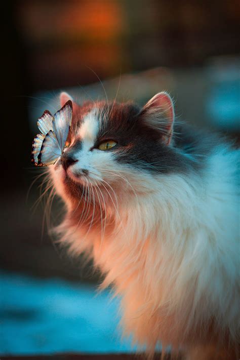 Imagem De Gato Fofo - 5
