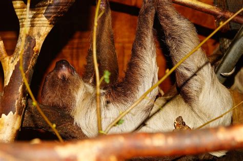 sloth animal  pixabay