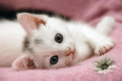 Котика Милого - 60 фото