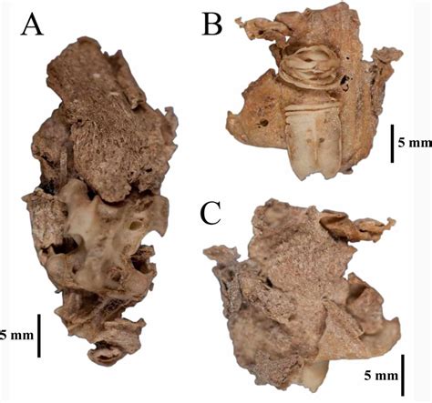 Finsch's duck (Chenonetta finschi (Van Beneden, 1875)) desiccated bones ...