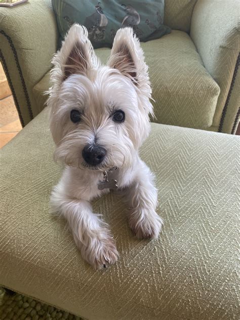 Adorable Westie Dog on Green Chair
