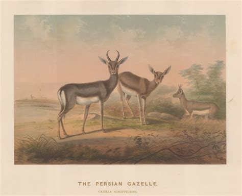 Joseph Wolf, Gazelle - Persian Gazelle, 1861 | The Map House