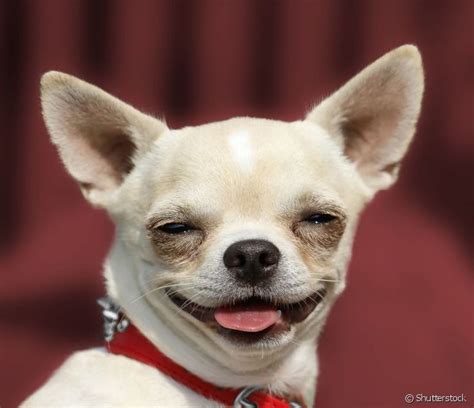 Foto De Cachorros Engraçados - 20 fotos de cachorros engraçados para você se divertir | Animais rindo ...