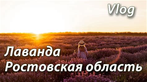 Лавандовое поле в Ростовской области. Хутор Старозолотовский. - YouTube
