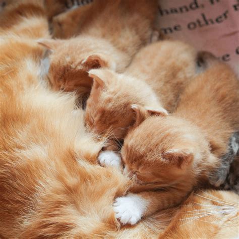 Why Do Cat Knead Blankets at Ryan Bruce blog