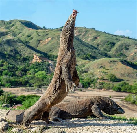 Dragão De Komodo Imagens - Dragões De Komodo O Dragão De Komodo Está Em Seus Pés Traseiros E Boca ...