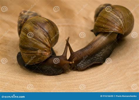 Snails Achatina Fulica In The Terrarium Royalty-Free Stock Photo ...