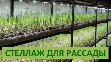 Стеллаж с подсветкой для рассады - YouTube