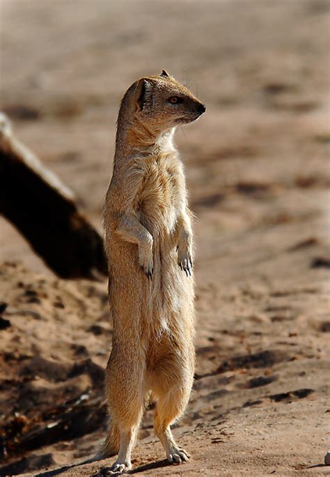 Mongoose - African Wanderlust - Travel