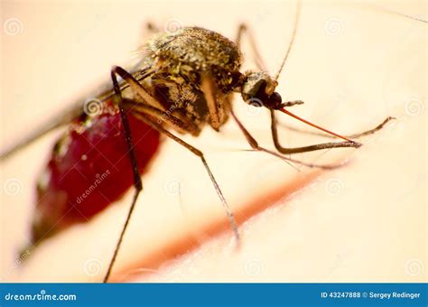 Moskito stockfoto. Bild von siehe, blut, makro, fliege - 43247888
