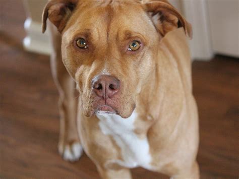 red nose pitbull dog breed guide spot pet insurance