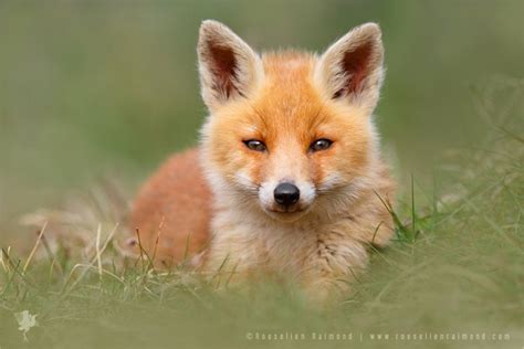 Soft & Fluffy Fox Kit : r/foxes