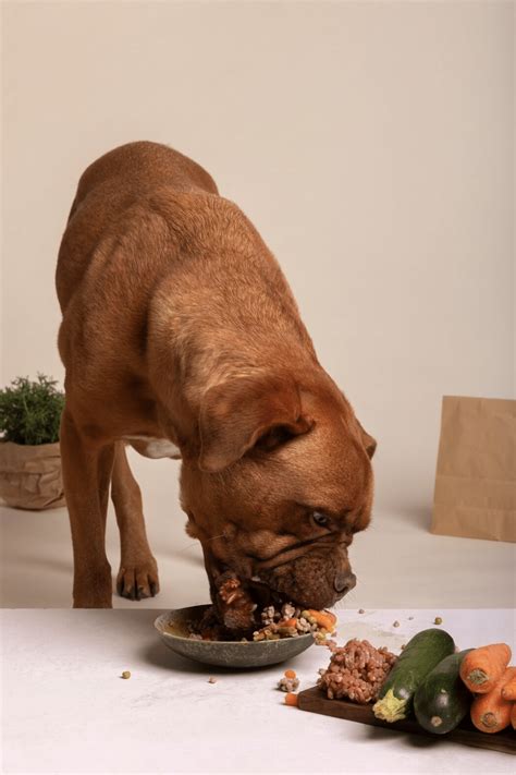 Allintitle:Vet-Approved Homemade Dog Food Recipes for Kidney Disease